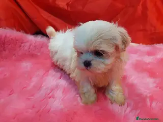 Shih Tzu perros SHIH TZU HEMBRAS EXCLUSIVAS - Anuncio 1