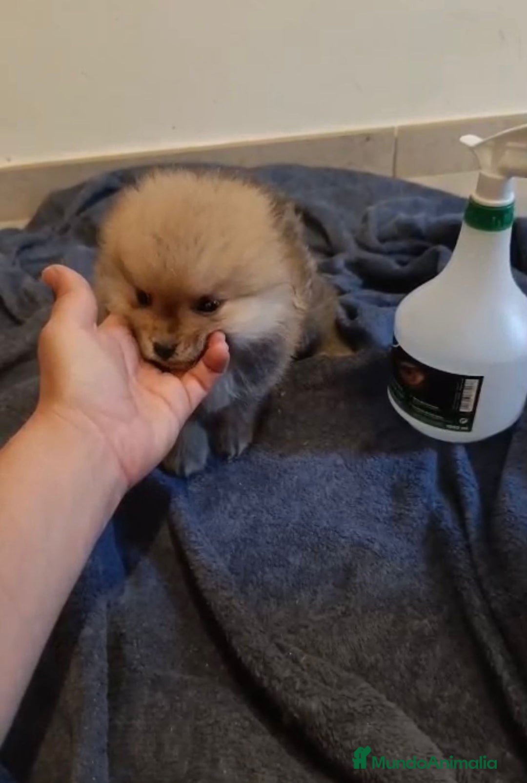 Pomerania perros en venta: Lulu pomerania toy osito - Imagen 8