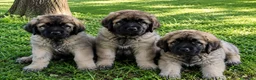 Mastín Español perros en venta: MASTIN - TARRAGONA  - Anuncio 1