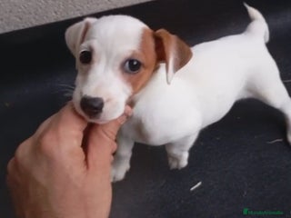 Jack Russell Terrier perros - Anuncio 1