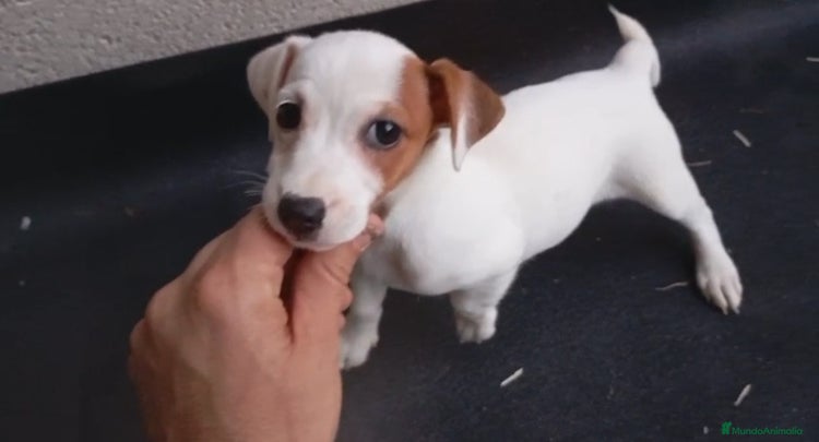 Jack Russell Terrier perros - Anuncio 3