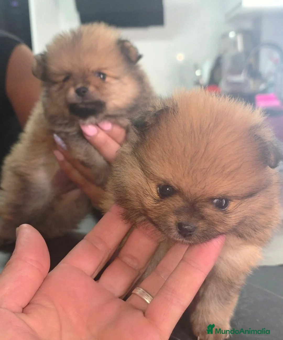 Pomerania perros en venta: Lulus pomerania  - Anuncio 2