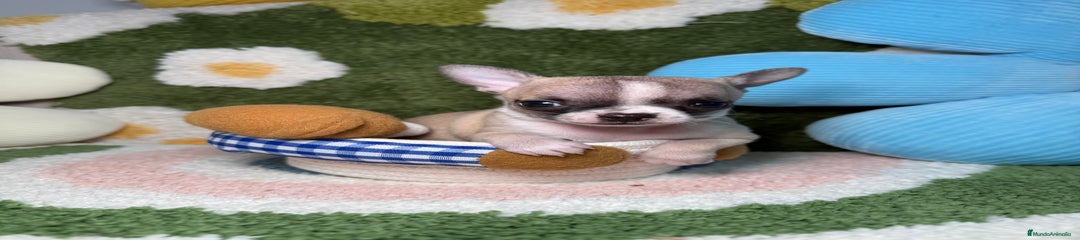 Chihuahua Cachorro 1