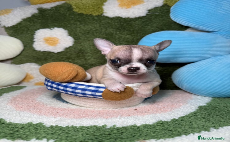 Chihuahua perros - Anuncio 6
