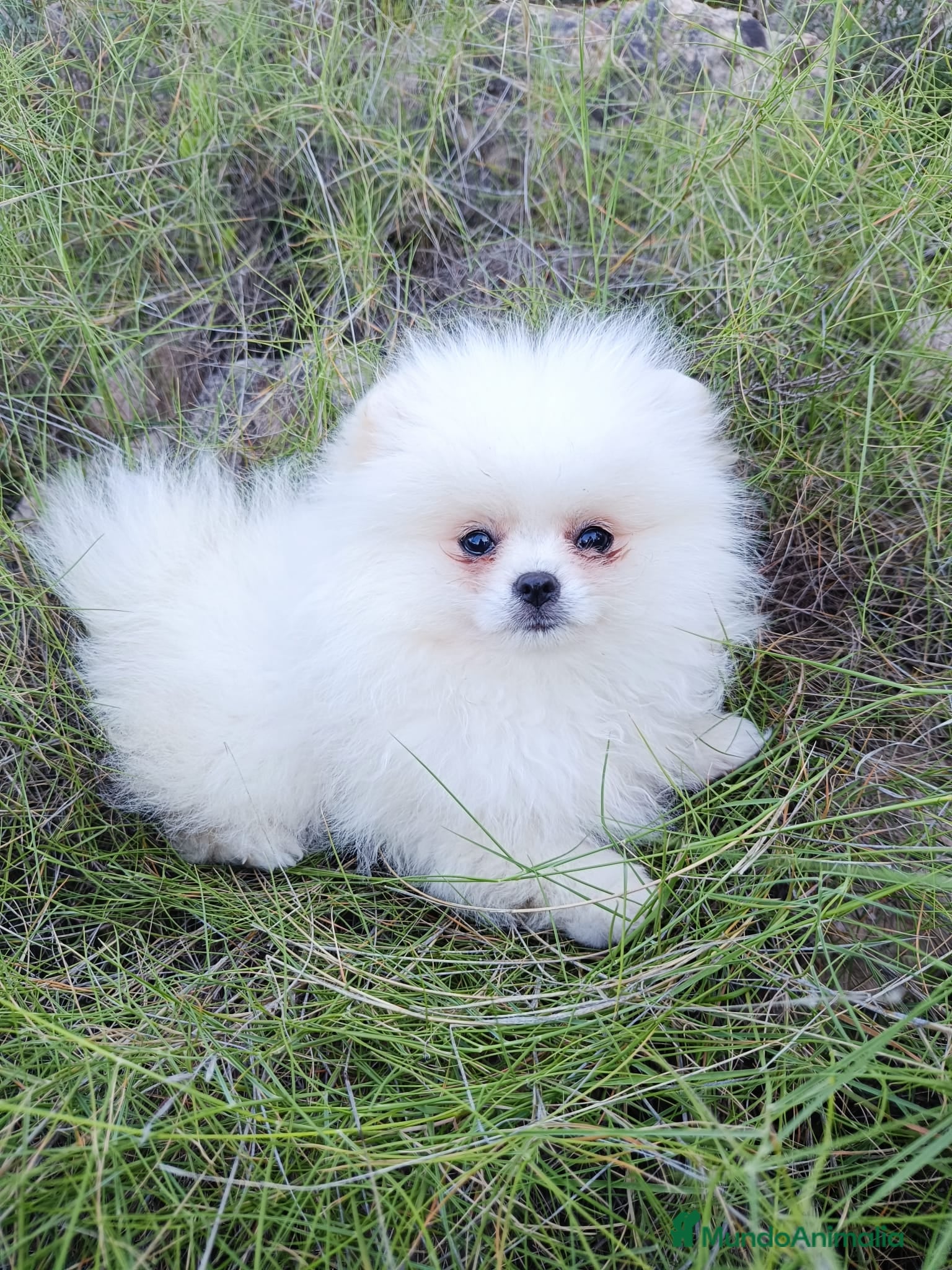 Pomerania perros Preciosos pomeranias línea americana - Anuncio 1