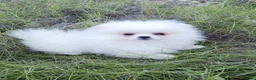 Pomerania perros en venta: Preciosos pomeranias línea americana - Anuncio 1