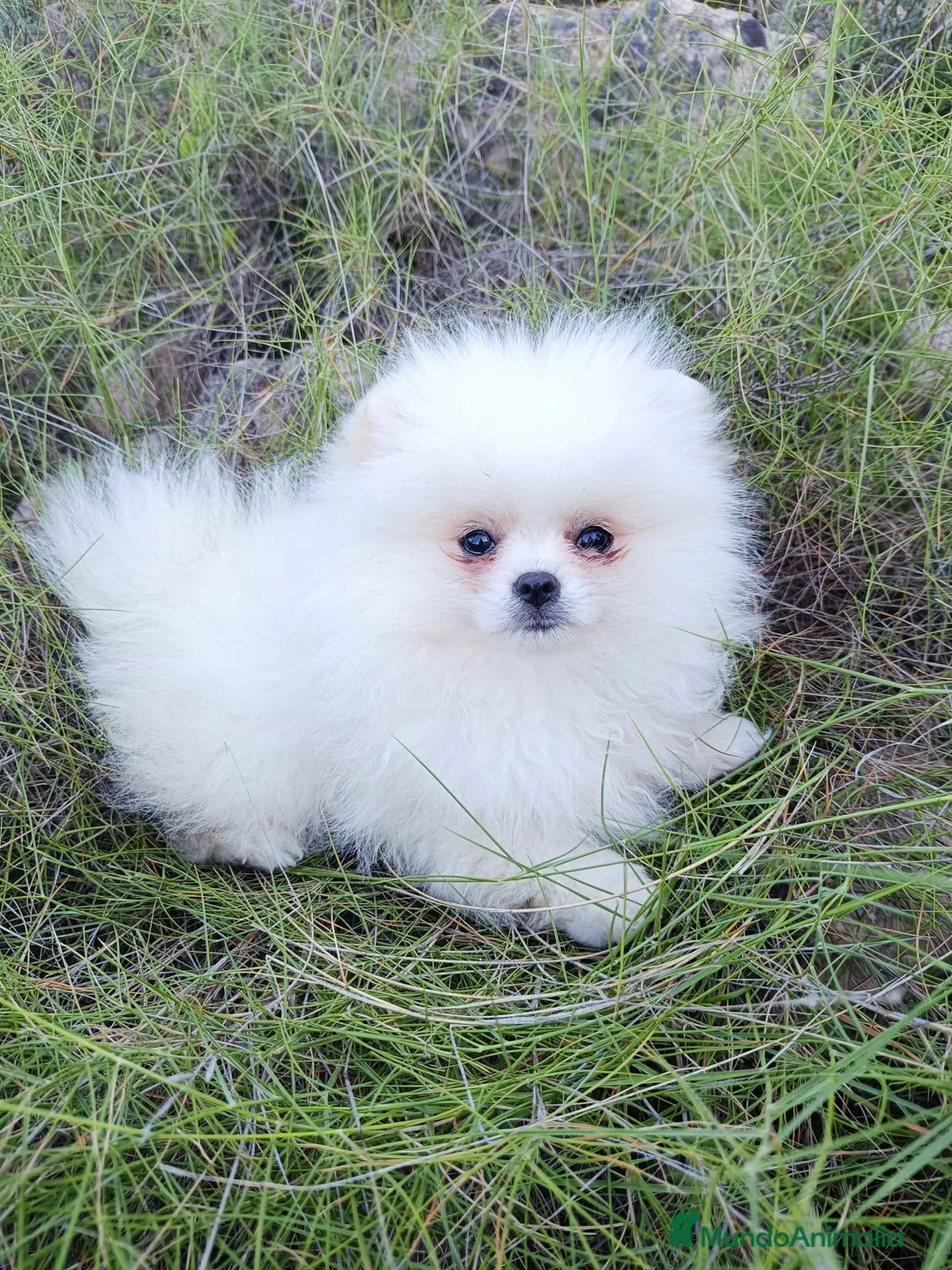 Pomerania perros en venta: Preciosos pomeranias línea americana - Anuncio 1