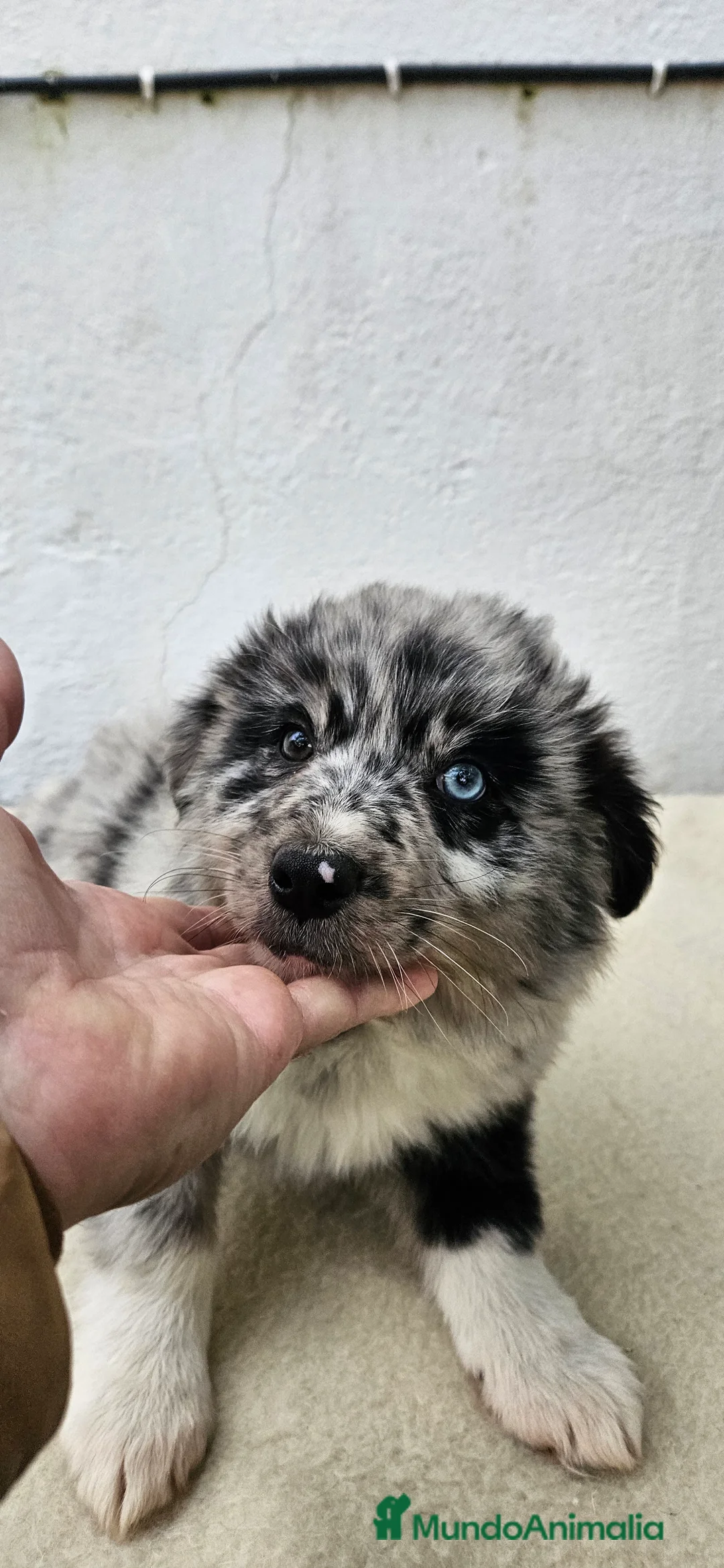 Border Collie perros en venta: Excelente cachorra border collie  - Anuncio 2