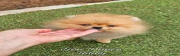 Pomerania perros en venta: Pomeranias calidad excepcional en Málaga - Anuncio 5