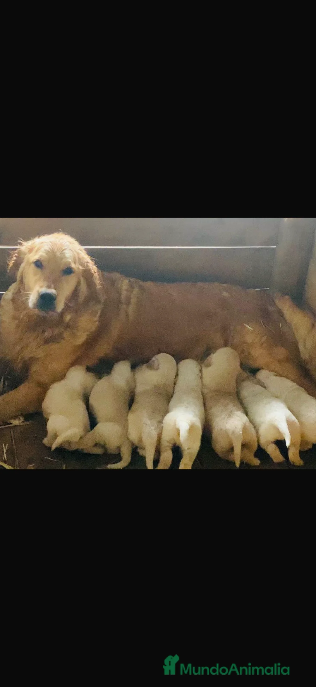 Golden Retriever perros en venta: Golden retriever preciosa camada  - Anuncio 2