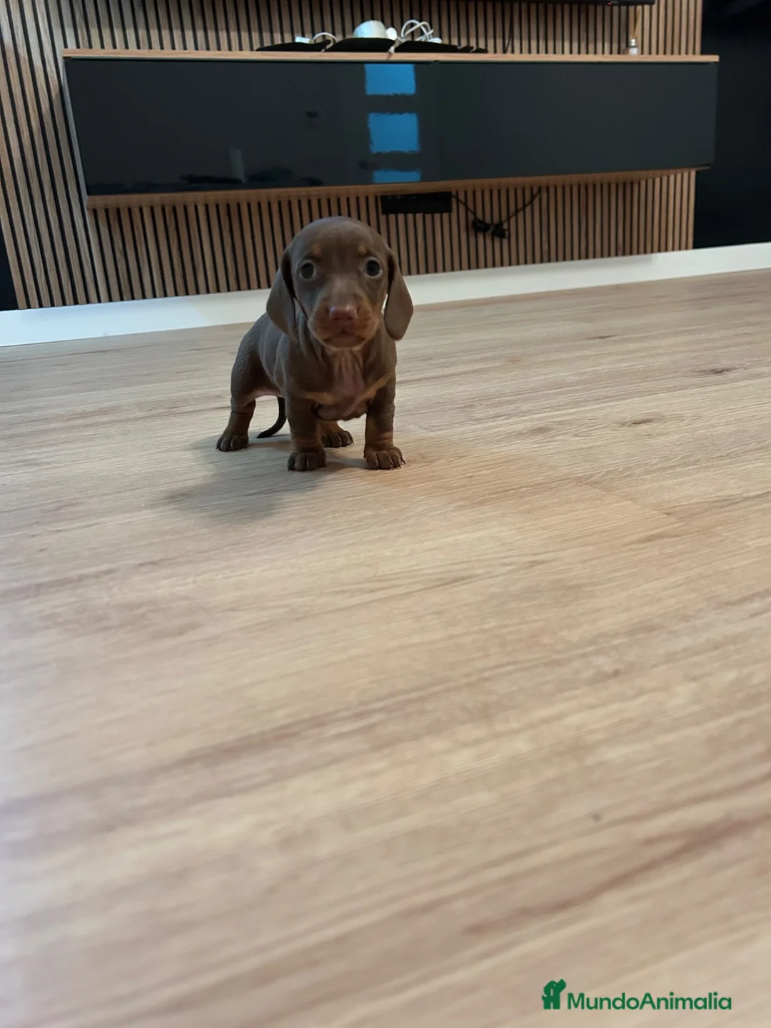Teckel Miniatura perros en venta: teckel chocolate  - Anuncio 7