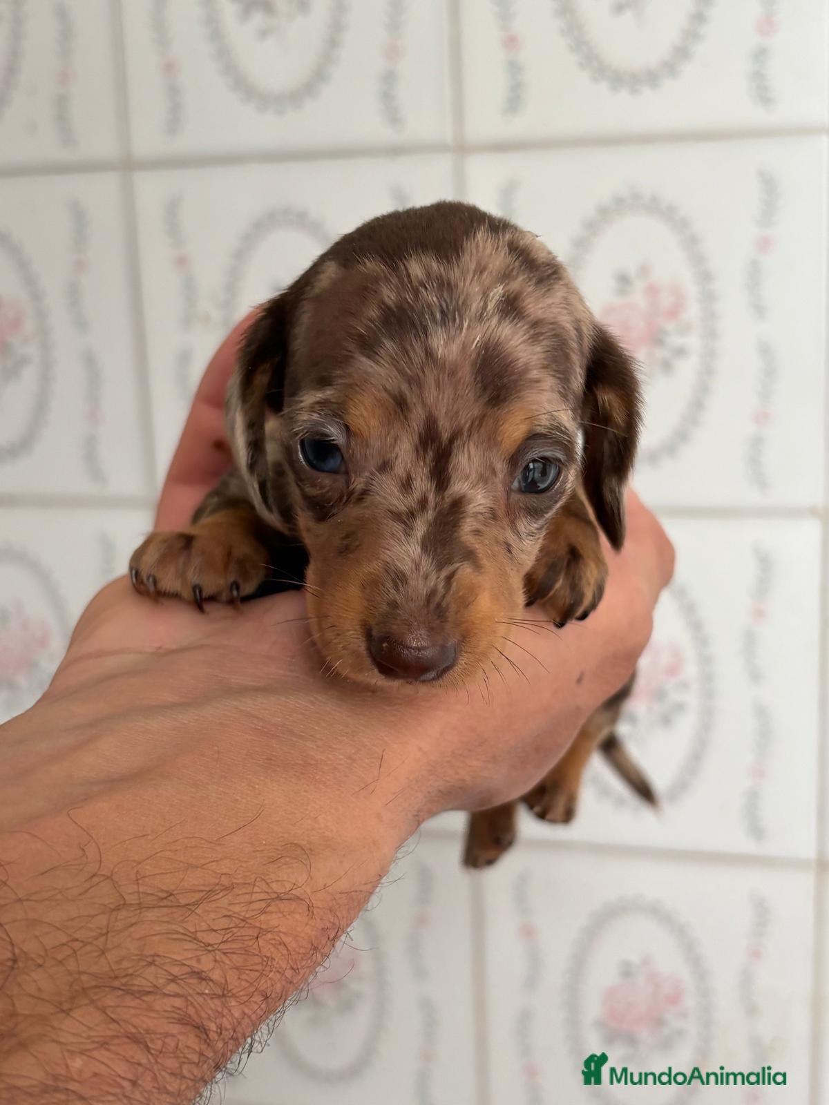 Teckel Miniatura perros en venta: Teckel miniatura  - Anuncio 2
