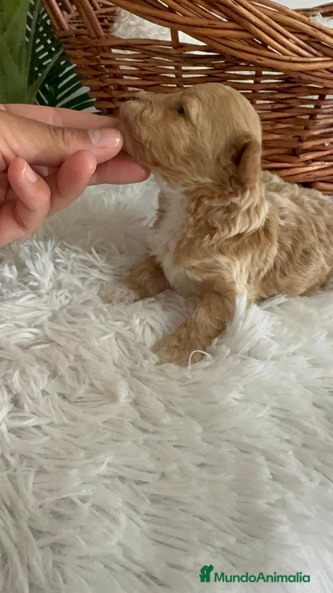 Caniche Toy perros en venta: CANICHE TOY MACHCO - Imagen 12