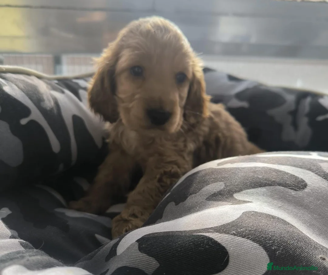Cocker Spaniel Inglés perros en venta: Cocker spaniel inglés  - Anuncio 3