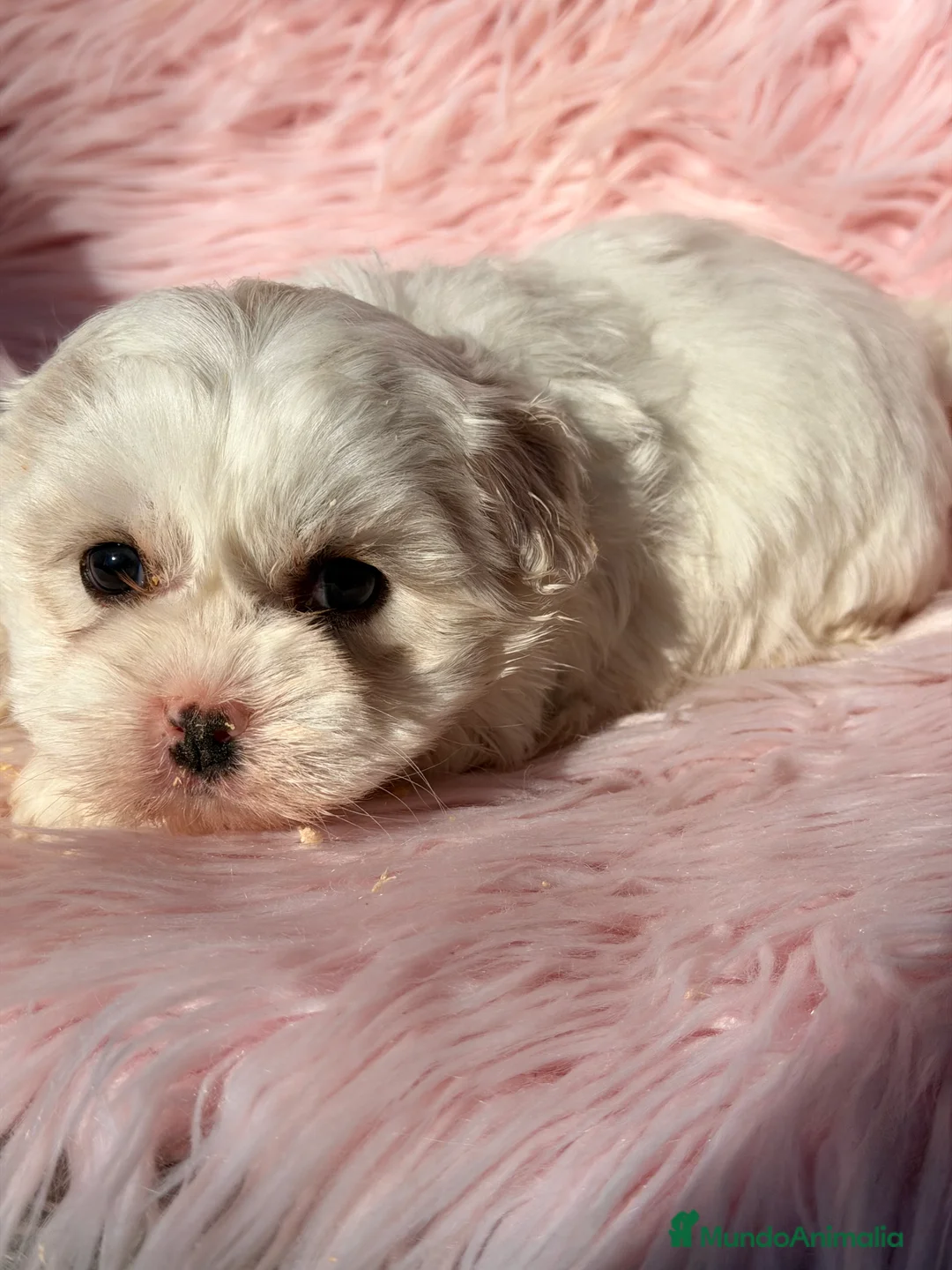 Bichón Maltés perros en venta: Bichon Maltes Toy  - Anuncio 3