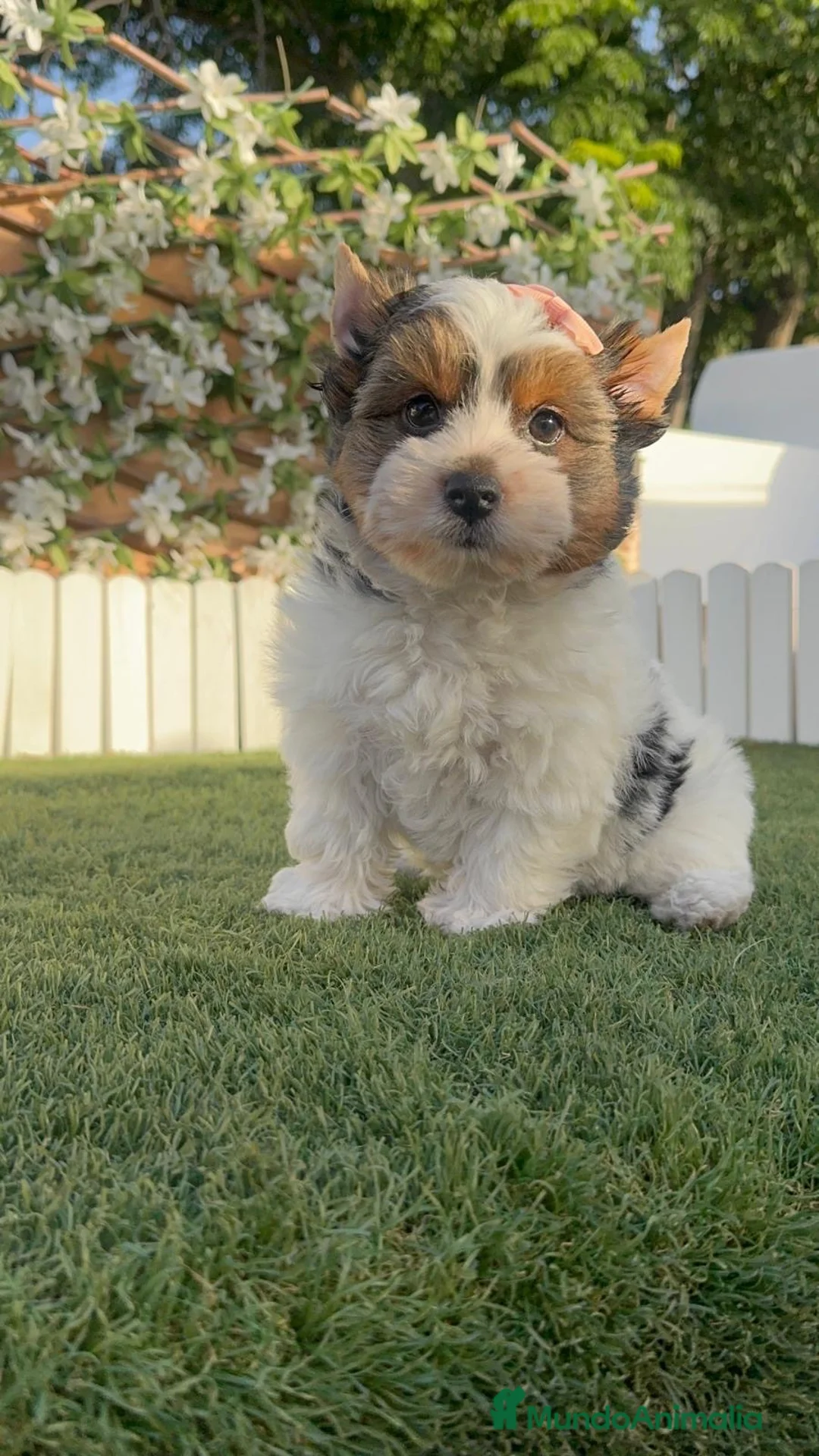 Yorkshire Terrier perros en venta: YORKSHIRE BIEWER 🎀 - Anuncio 2