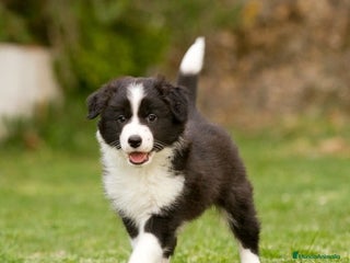 Border Collie perros - Anuncio 10