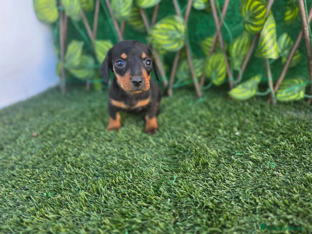 Teckel Miniatura perros en venta: TECKEL MINI & KANNINCHEN NEGRO FUEGO - Anuncio 3