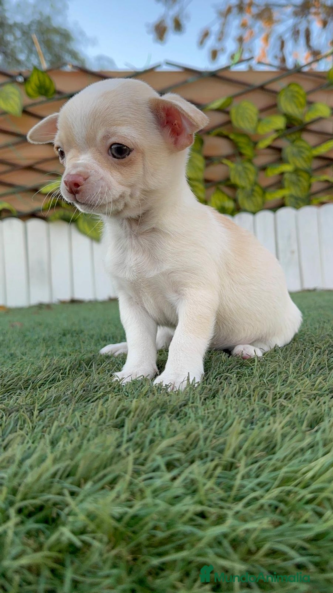 Chihuahua perros en venta: CHIHUAHUA MACHO - Anuncio 14