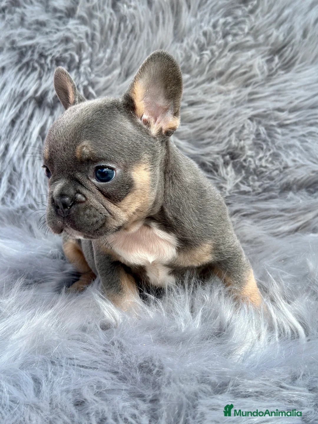 Bulldog Francés perros en venta: BULLDOG FRANCÉS BLUE TAN DISPONIBLES en Barcelona - Anuncio 6