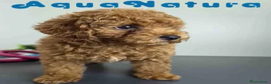 Caniche