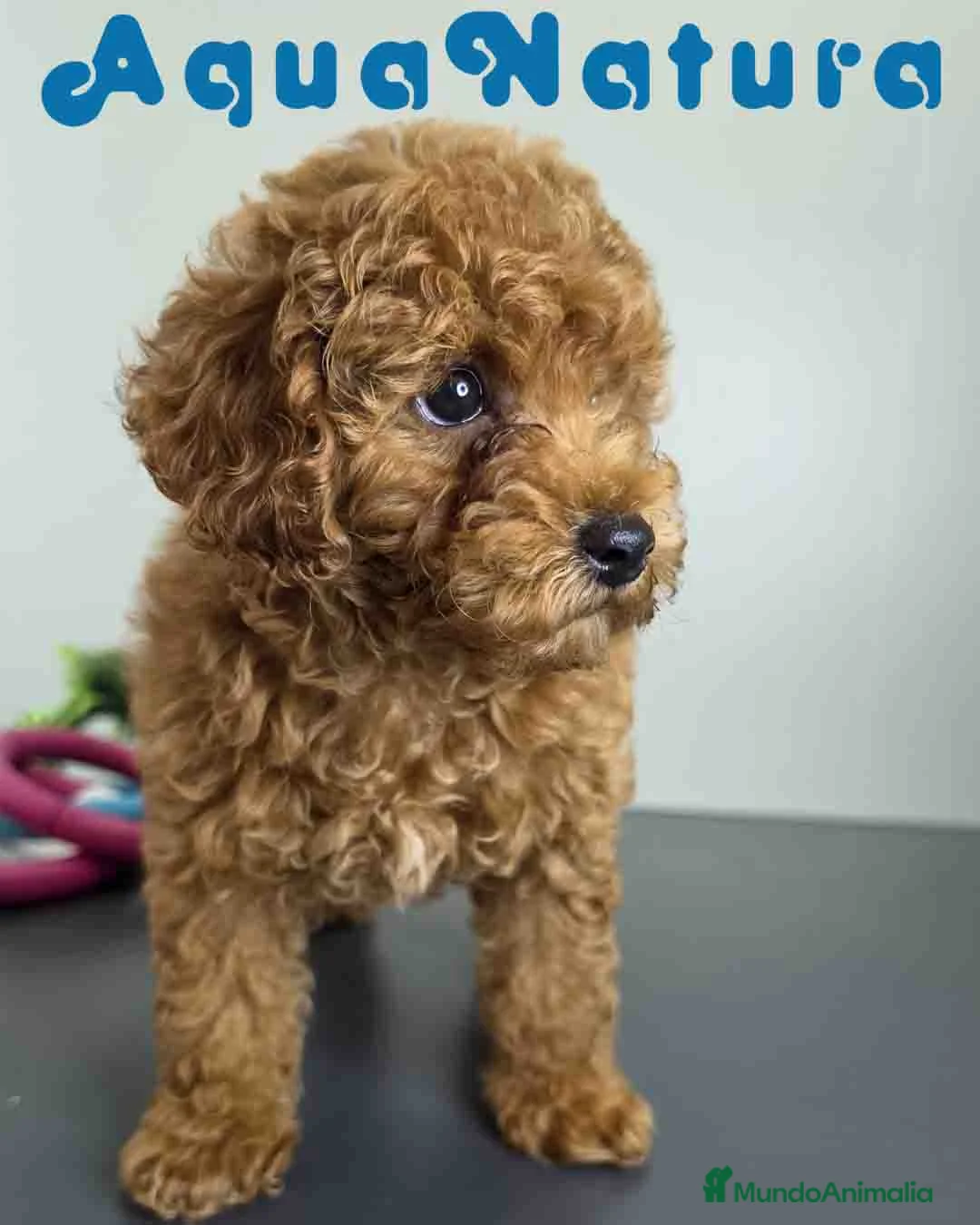 Caniche Toy perros en venta: Caniche Macho 1918 AQUANATURA - Anuncio 1
