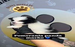 Pomerania perros en venta: ✨ Cachorros Pomerania Panda Toy Machos – 3 Meses ✨ - Imagen 3