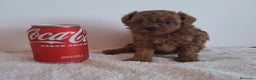 Caniche Toy perros en venta: Caniches toys rojos en Toledo. - Anuncio 2