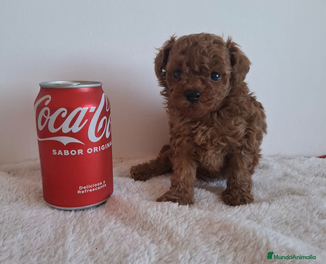 Caniche Toy perros en venta: Caniches toys rojos en Toledo. - Anuncio 2
