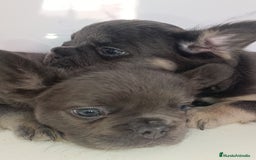 Bulldog Francés perros en venta: Fluffy lilac y Big rope fluffy  - Imagen 4