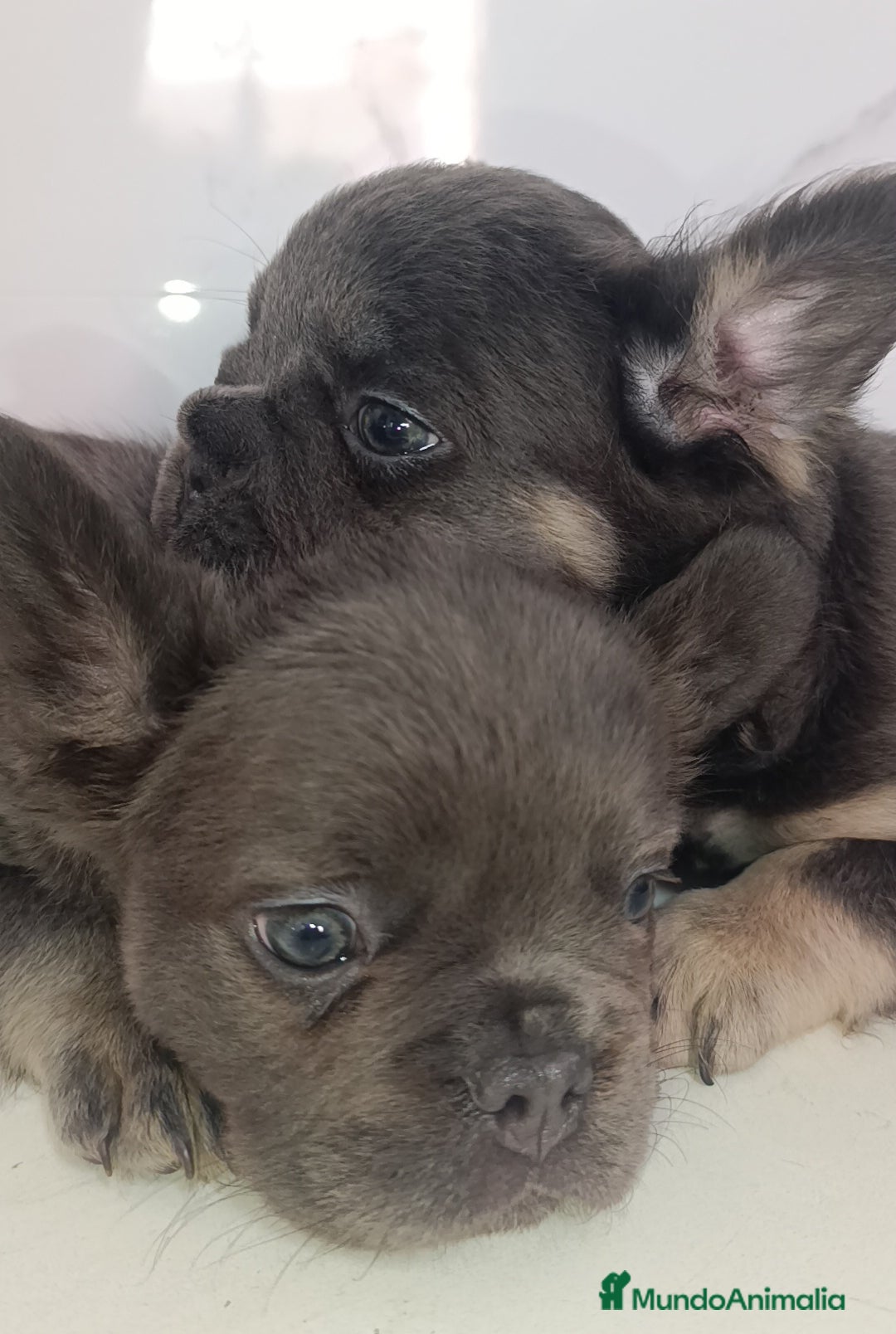 Bulldog Francés perros en venta: Fluffy lilac y Big rope fluffy  - Imagen 4