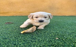 Golden Retriever perros en venta: GOLDEN RETRIEVER  - Imagen 5