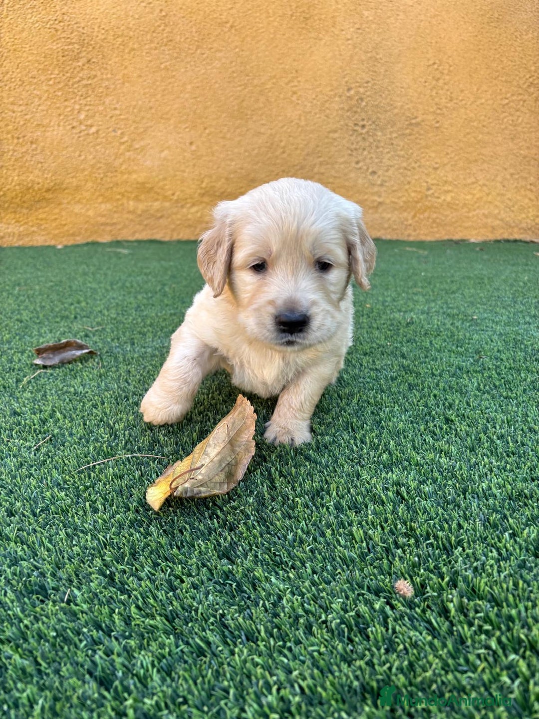 Golden Retriever perros en venta: GOLDEN RETRIEVER  - Imagen 5