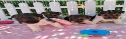 Fox Terrier de Pelo Duro perros en venta: Bebés Foxterrier Machos - Anuncio 1