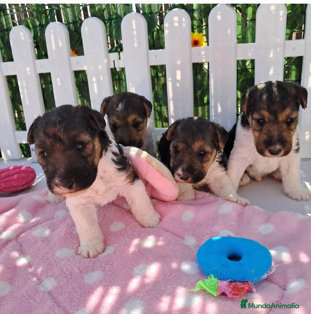 Fox Terrier de Pelo Duro perros en venta: Bebés Foxterrier Machos - Anuncio 1