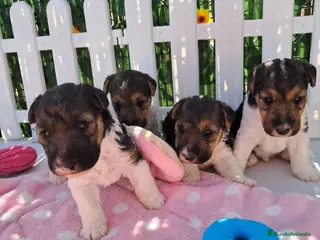 Fox Terrier de Pelo Duro perros Bebés Foxterrier Machos - Anuncio 1