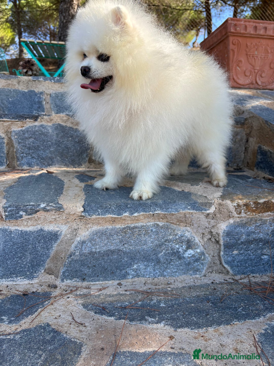Pomerania perros en venta: Pomerania hembra tamaño pequeñito .  - Imagen 4