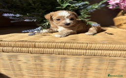 Maltipoo perros en venta: Maltipoo hembra Toy disponible  - Imagen 5