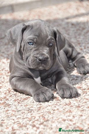 Cane Corso perros en Madrid - Anuncio 3