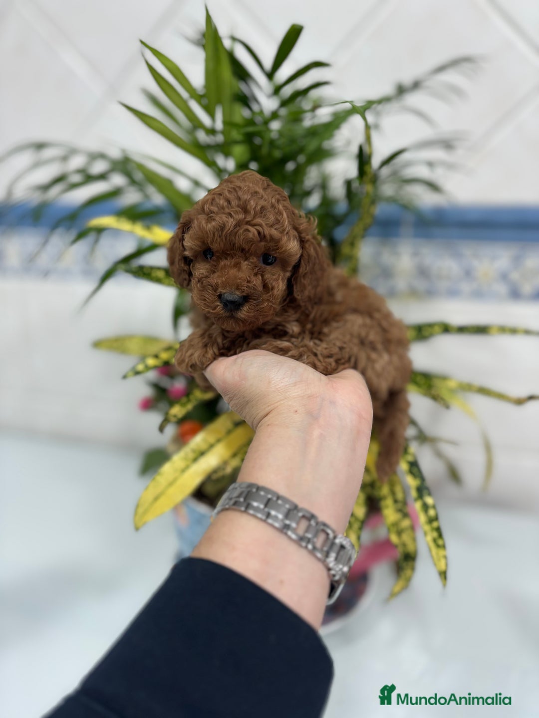 Caniche Toy perros en venta:  Caniche toy hembra y macho rojo !! - Anuncio 2