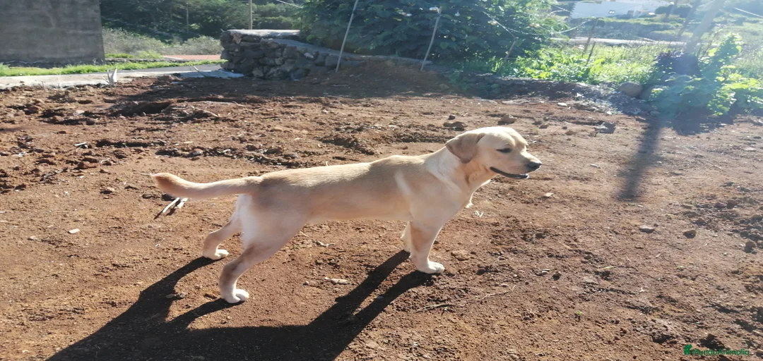 Imagen de galería {{count}}