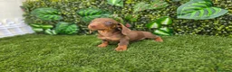 Teckel Miniatura perros en venta: TECKEL KANNINCHEN MINIATURA - Anuncio 1