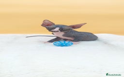 Sphynx gatos en venta: Hembrita bicolor  - Imagen 8