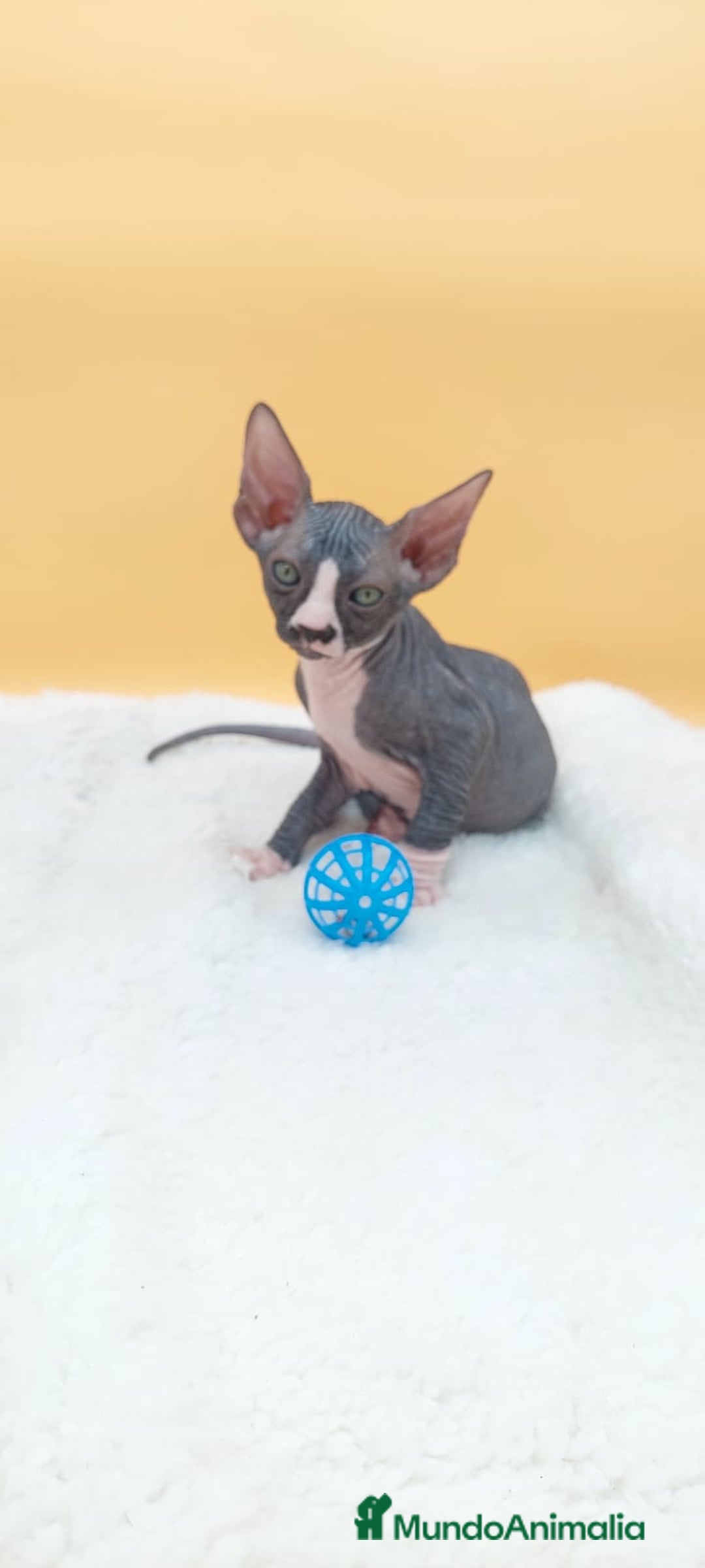 Sphynx gatos en venta: Hembrita bicolor  - Imagen 8
