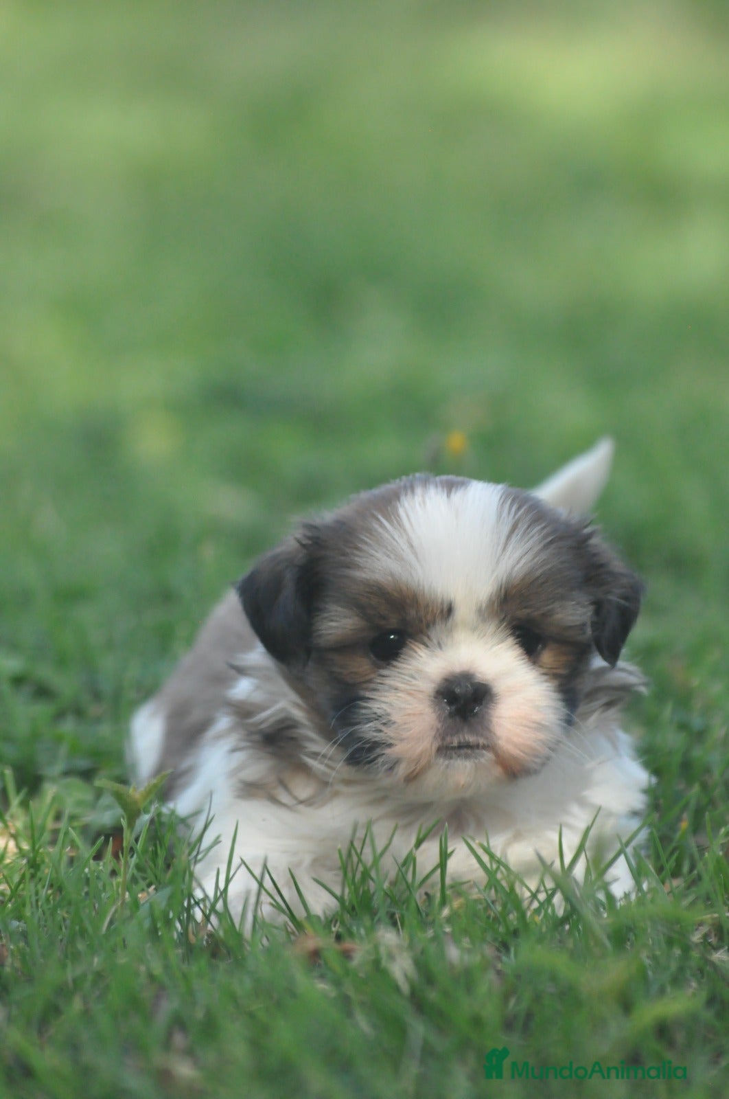 Shih Tzu perros PRECIOSO CACHORRO SHIT-TZU - Anuncio 1
