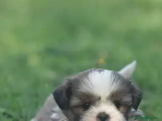 Shih Tzu perros PRECIOSO CACHORRO SHIT-TZU - Anuncio 1