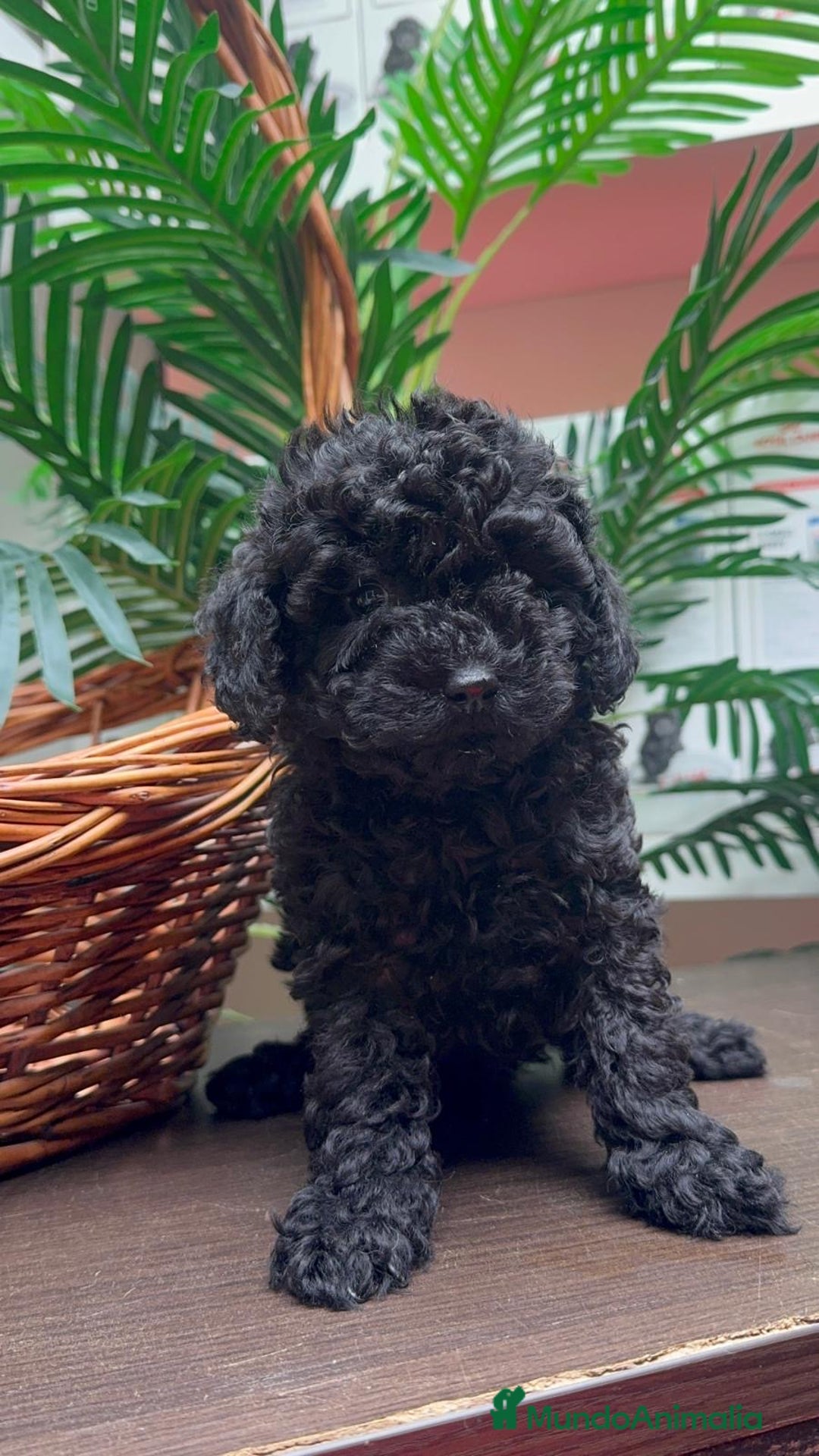 Caniche Toy perros en venta: CANICHE TOY MACHO - Anuncio 11