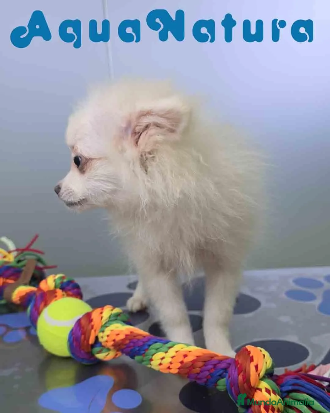 Pomerania perros en venta: Pomerania Hembra 8296 AQUANATURA - Anuncio 2