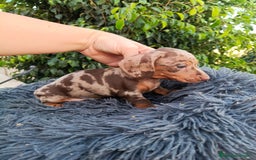 Teckel Miniatura perros en venta: Teckel arlequín chocokate  - Imagen 2