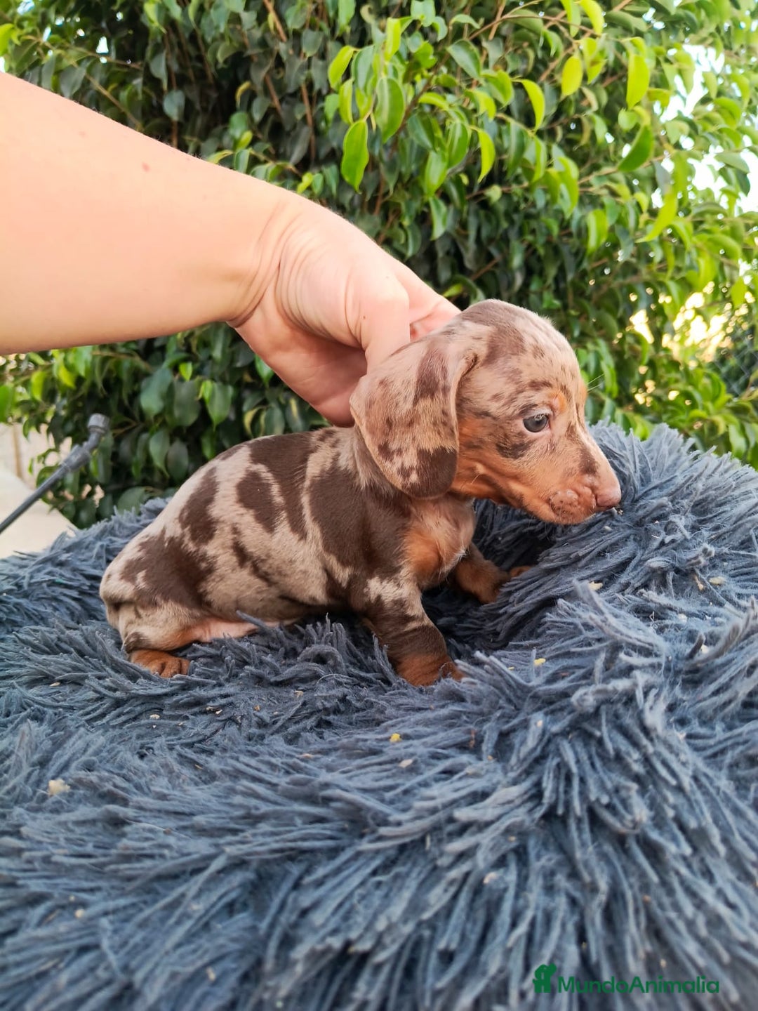 Teckel Miniatura perros en venta: Teckel arlequín chocokate  - Imagen 2